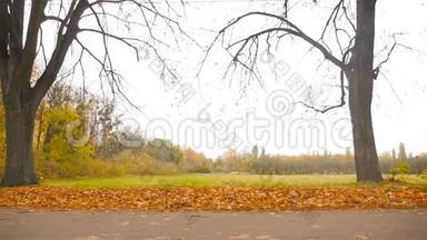 美丽的秋天公园。 摄像机与道路平行移动。 高清高清
